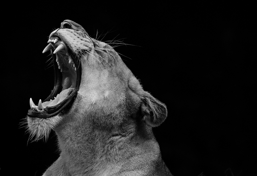 wildlife-photography-workshop-in-the-zoo-completed-william-chua