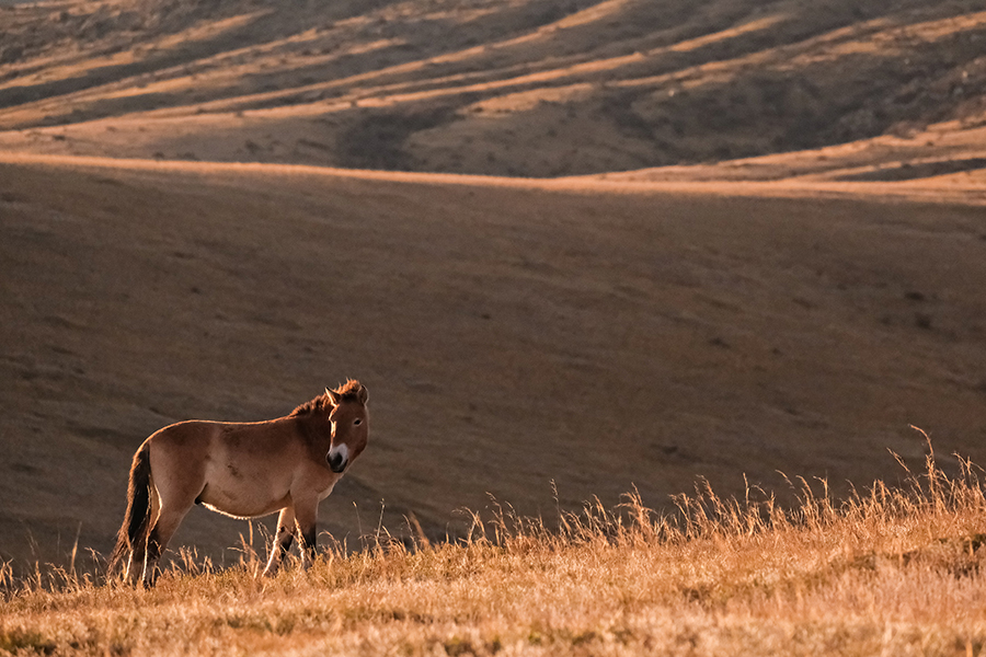 fujifilm xt3 wildlife photography