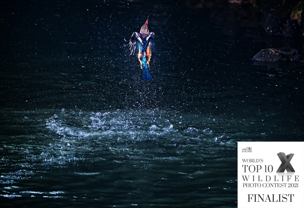 One Eyeland World’s Top 10 Wildlife Photographers 2021 Photo Contest » William Chua Photography